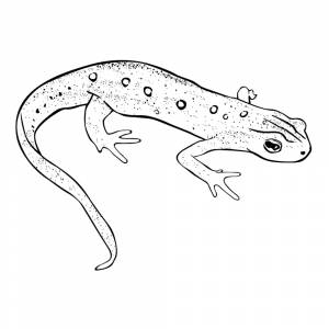 Раскраска Тритон