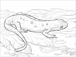 DataLife Engine > Версия для печати > Тритон раскраска