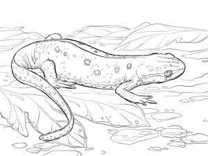 Тритон в природе