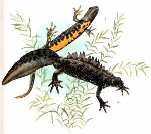 Медицинская зоология