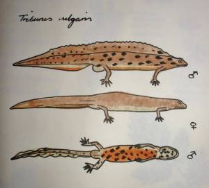 Тритон в природе