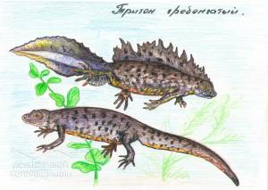 Тритон в природе