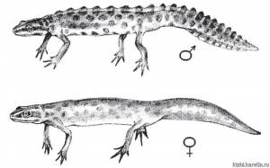 Обыкновенный тритон