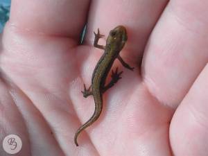 Тритон обыкновенный