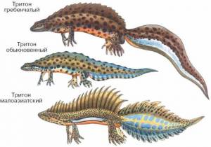 Гребенчатый тритон