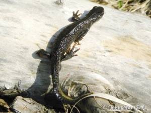 ТРИТОН ГРЕБЕНЧАТЫЙ