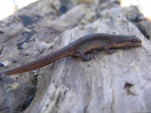 Обыкновенный тритон