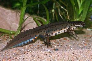 Полезная информация · Тритоны ·