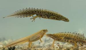 Тритон обыкновенный