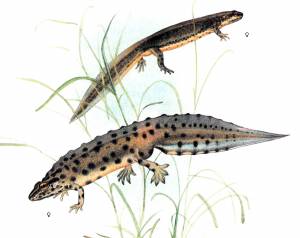 Медицинская зоология