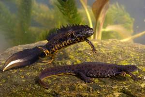 Полезная информация · Тритоны ·