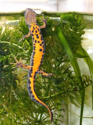 Медицинская зоология