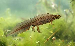 Животные аквариумные и вод Украины