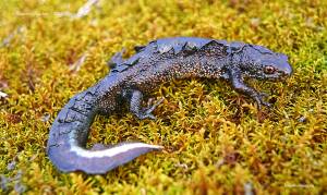 Герпетофауна Поволжья