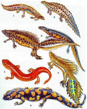 Тритоны и саламандры