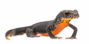 Альпийский тритон, ichthyosaura alpestris, ранее triturus alpestris и mesotriton alpestris на белой поверхности