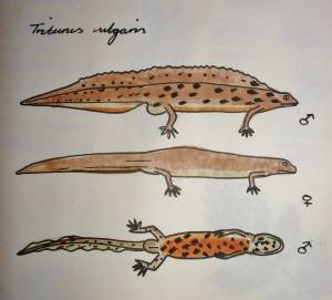 Обыкновенный тритон рисунок