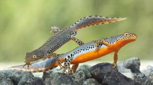 Alpine Newt, Альпийский Тритон