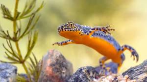 Альпийский тритон