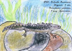 Обыкновенный тритон рисунок