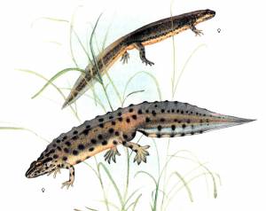 Обыкновенный тритон рисунок