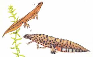 Обыкновенный тритон рисунок