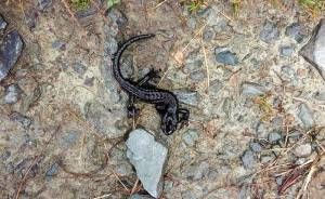 Альпийский тритон