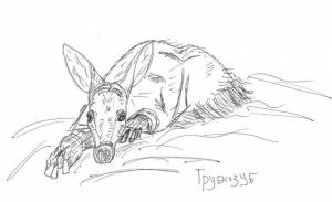 Скетчинг Трубкозуб