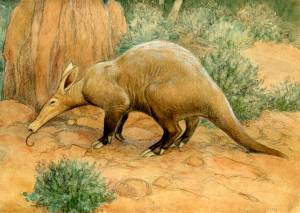 Рисунок трубкозуба