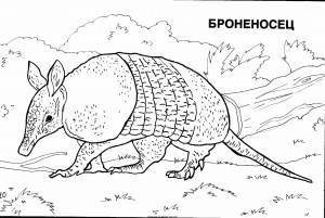 Раскраска животные южной америки