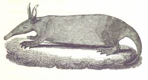 Aardvark