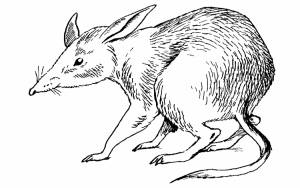 Раскраски животных Австралии для детей