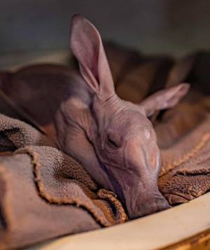 Животные рода трубкозубы