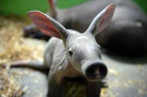 Животные рода трубкозубы