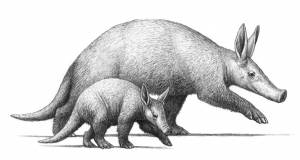 ВЕК МЛЕКОПИТАЮЩИХ