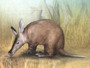 Трубкозуб капский