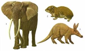 ВЕК МЛЕКОПИТАЮЩИХ