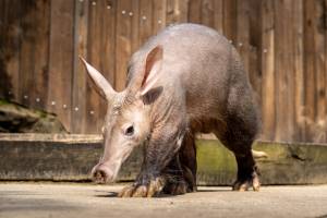 Животные рода трубкозубы