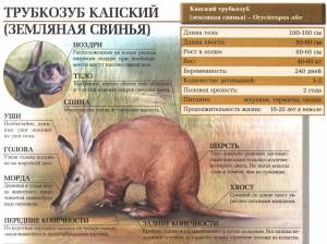 Трубкозуб капский