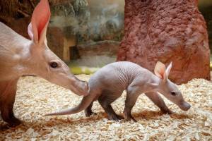 Трубкозуб животное