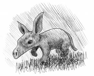 Трубкозуб рисунок