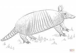 Броненосец раскраска для детей