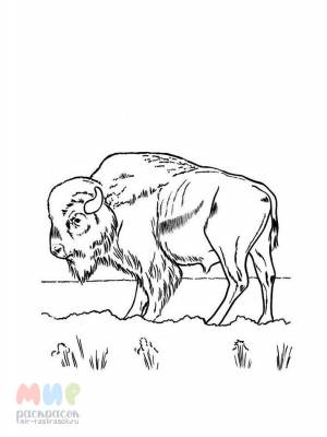 Раскраска Бизон
