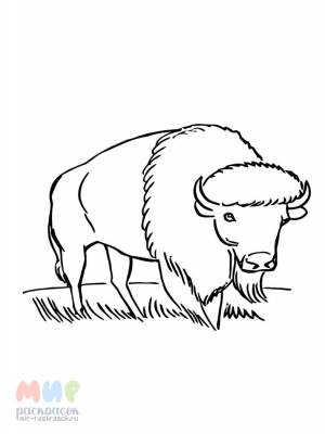 Раскраска Бизон в ушах звон