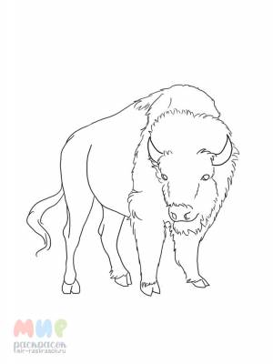 Раскраска Бизон в ушах звон