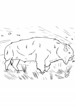 Раскраска бизон