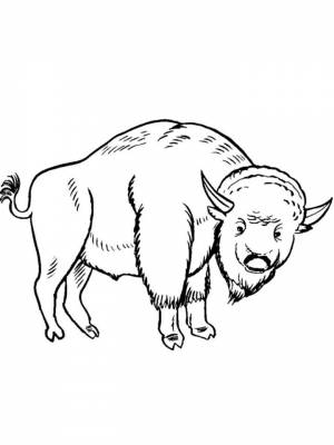 Раскраска Бизон  картинку