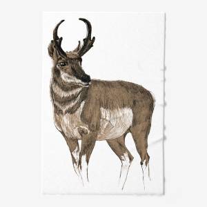 Холст «Антилопа Северной Америки вилорог»