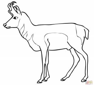 Раскраска Антилопа вилорог