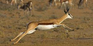 Зона пустынь и полупустынь России